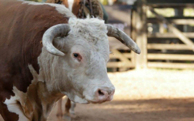 Alta colocación de Valdez de los toros de Los Cerros de San Juan y Santander.