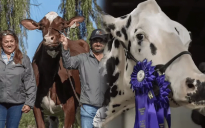 World Dairy Expo 2023, la feria leche más grande del mundo, distinguió ejemplares colombianos.