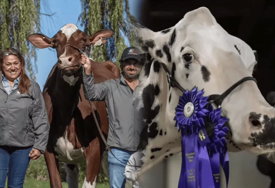 World Dairy Expo 2023, la feria leche más grande del mundo, distinguió ejemplares colombianos.