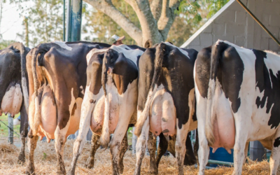 El lunes Waldemar Carbajal rematará 110 vientres Holando