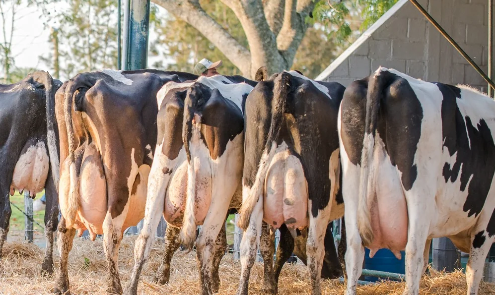 ¿Cómo mejorar el negocio de la ganadería de leche?