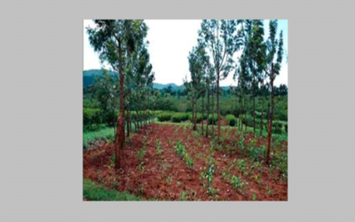 Paraguay sigue dando importantes pasos en la integración agroforestal.