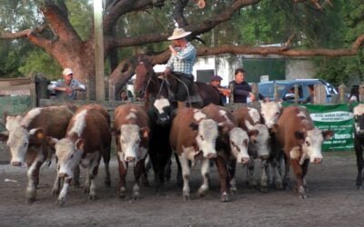 Pedro Clavijo Negocios Rurales logró valores tonificados en Don Bernardo y colocó surtida oferta.