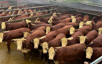 Brasil. El Concurso de Canales de Ternera Hereford reunió 600 animales.