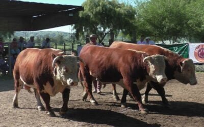 Zafra de reproductores en el departamento de Lavalleja.