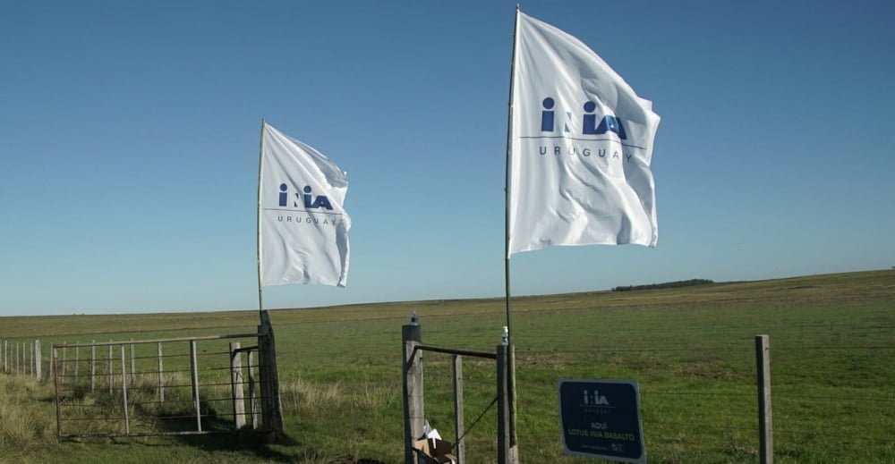 INIA busca directores para sistemas forestal, ganadero y lechero.
