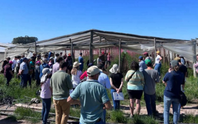 Se lanzó en Maldonado programa hortícola sobre manejo orgánico y alternativos al control químico.