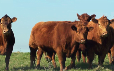 Lote 21 remata hoy desde las 08.00, con transmisión de Todo El Campo.