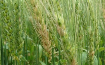 Cuidados previos, durante y después de la cosecha en trigo y cebada.