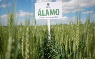 ADP participará en la inauguración de la cosecha de trigo.
