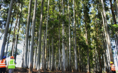 Cursos forestales son ejemplo de descentralización educativa con alta inserción laboral