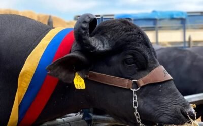 El 45% de la leche que consume Venezuela es de búfalo.
