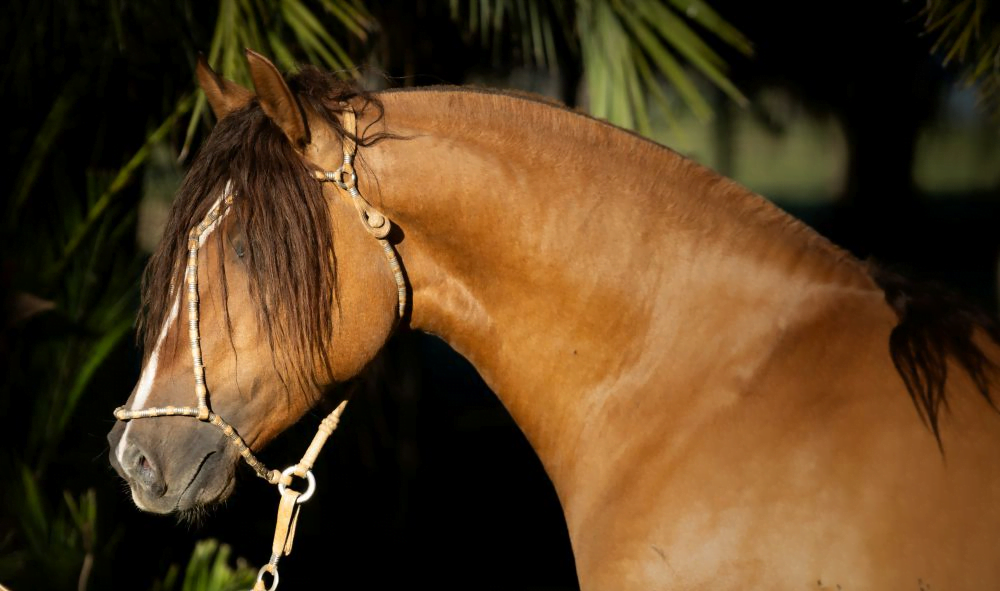 Gran venta de Rancho Yúbely, con Zambrano.