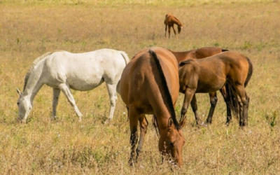 Comunicado sobre casos de encefalitis equina.