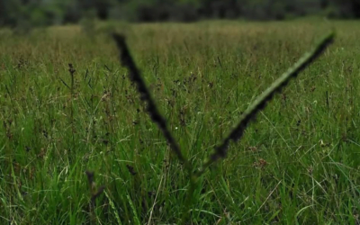 Celebración del Día del Campo Natural se posterga por lluvias.