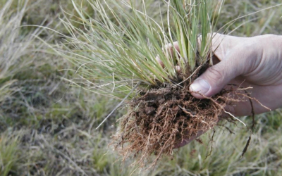 Se presentó “Mitigación y control de Capín Annoni”.