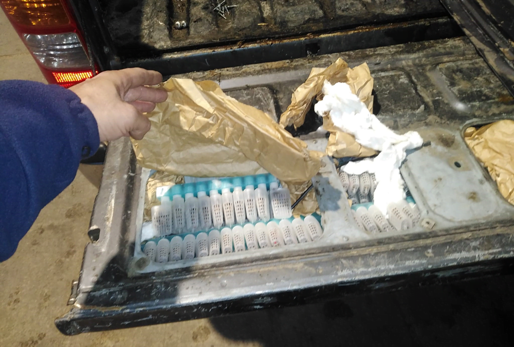 Contrabando sin límite: 200 abejas reina.