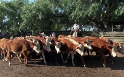 Con Gustavo Basso Negocios Rurales, Cuchilla de Silvera volvió a mostrar un mercado demandado y en repunte.