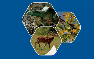 Especies invasoras son responsables del 60% de las extinciones globales.