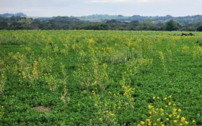 Medidas propuestas por la Digebia para contener la Brassica spp con resistencia a herbicidas.