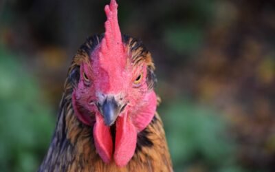 Plumas de aves para disminuir la contaminación.