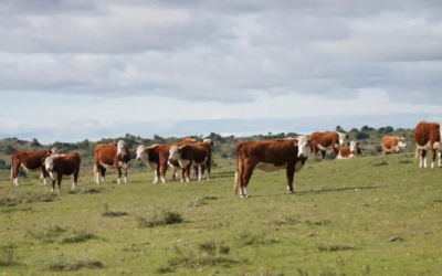“Cuanto más se usan los antimicrobianos, más rápido aparece la resistencia”