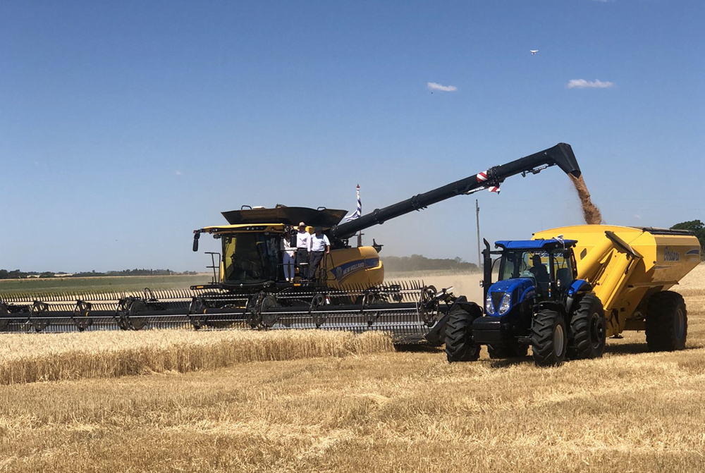 El Se Inaugura La Cosecha Del Trigo Al D A Siguiente Comienza La