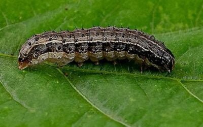 Prolesa recomienda monitoreo de chacras ante la aparición de lagarta