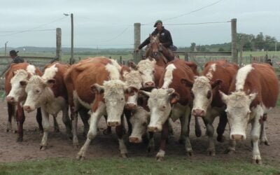 Con Carlos Bachino Agronegocios, Los Amigos mostró un mercado más animado.