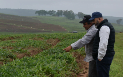 Sandía de Rivera con escenario complejo.