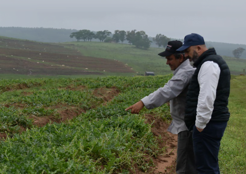 Sandía de Rivera con escenario complejo.