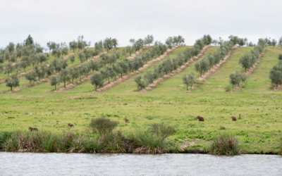 Mañana se realiza Salida a Campo, actividad organizada por la Asociación Olivícola