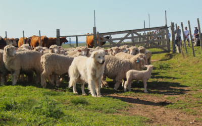 300 productores lo confirman, los Maremma son la solución para los ataques de perros.