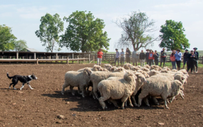 Volvió a subir el precio internacional de la lana: US$ 7,67 (+2,5%).