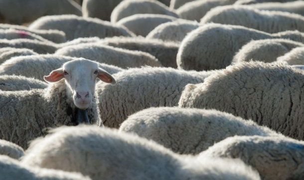 Mercado lanero recorta ganancias semanales pero la tendencia de fondo sigue firme