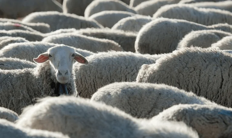 El IME corrige a la baja, pero se mantiene arriba de los 12 dólares.