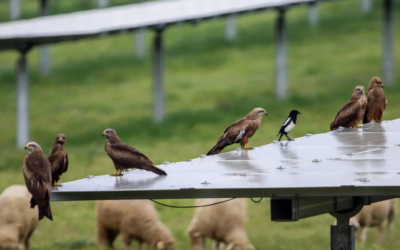 ¿Por qué las grandes petroleras Shell y BP están combinando la energía solar y la producción agrícola?