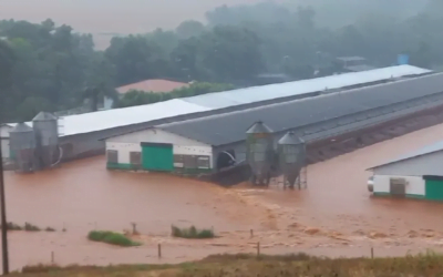 En Paraná las lluvias arrasan con establecimientos avícolas. Mueren miles de aves.