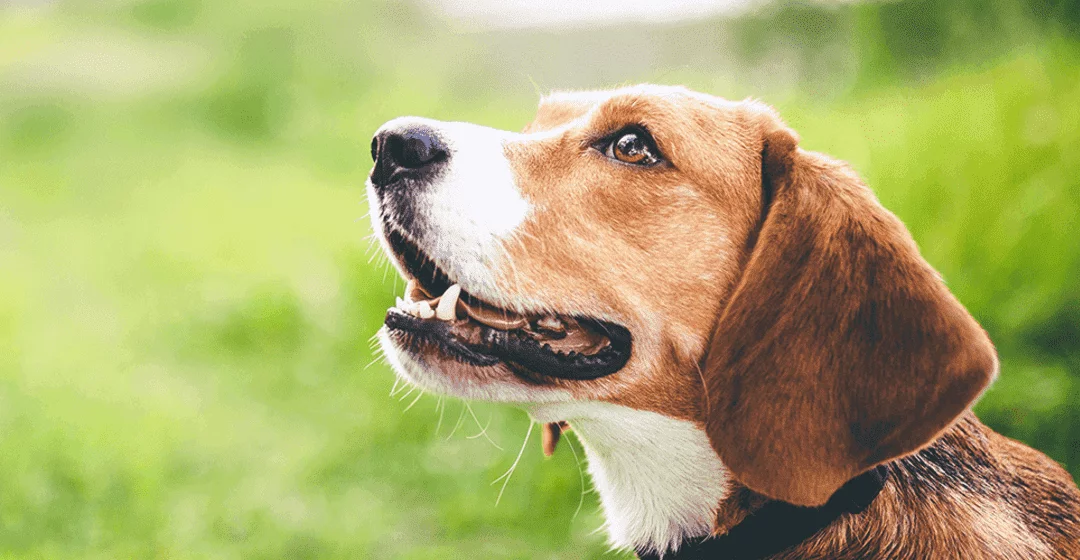 Ingresó a Diputados proyecto sobre licencia remunerada por fallecimiento de mascotas.