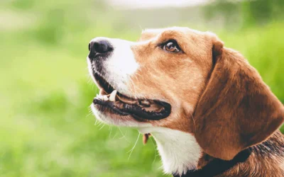 Ingresó a Diputados proyecto sobre licencia remunerada por fallecimiento de mascotas.