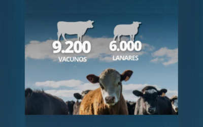 Lote 21 rematará más de 9.000 vacunos.