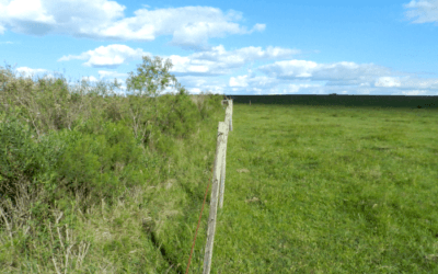 “La ganadería pastoril, muy extendida y típica en la región, es una herramienta valiosa para capturar carbono en el suelo”.