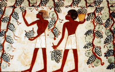 El tinto se rezaga. Las nuevas tendencias mundiales en el consumo de vino.