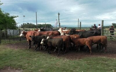 Pista muy firme y valores al alza en Los Amigos, con Carlos Bachino Agronegocios.