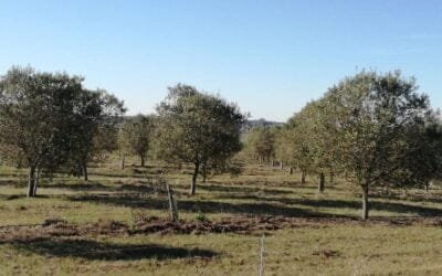 DIEA presenta los resultados del Censo Nacional de Olivos 2023