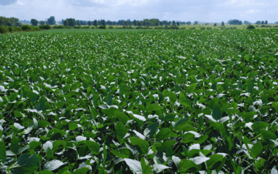 VAR, la aplicación de INTA para los cultivares de soja.