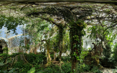 Los suelos en estrés por sequía filtran más compuestos orgánicos volátiles a la atmósfera