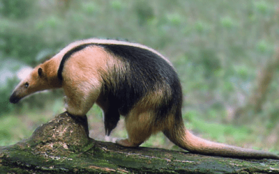 Está abierta la consulta pública sobre la Lista Roja de Mamíferos.
