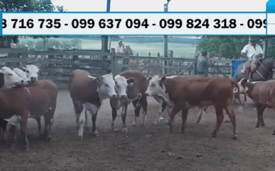 Los valores del remate de Valdez en La Higuera.