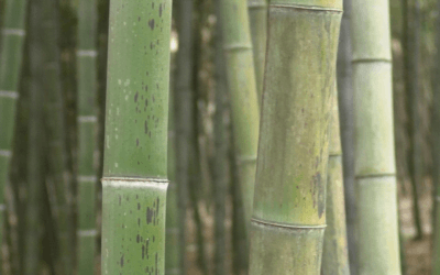 «Uruguay ve una muy buena oportunidad para integrar al bambú dentro de su estrategia productiva».